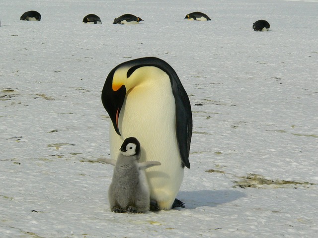 Penguin mothers day