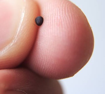 A tiny mustard seed is held between the index finger and the thumb. A perfect illustration of Jesus' teaching in the Bible.